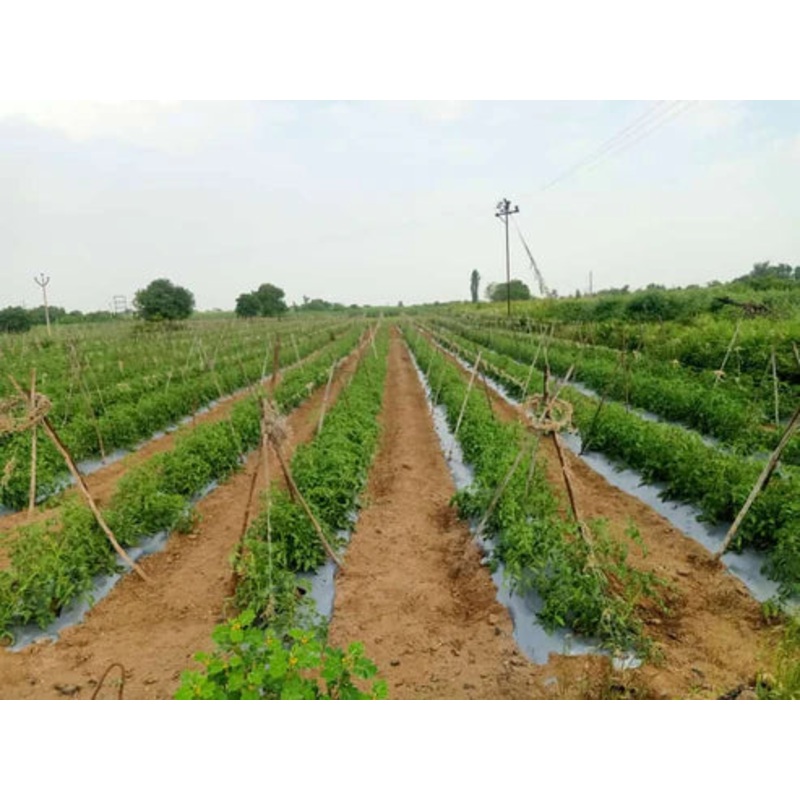 Mulching film (1.2 meter*370 meter )