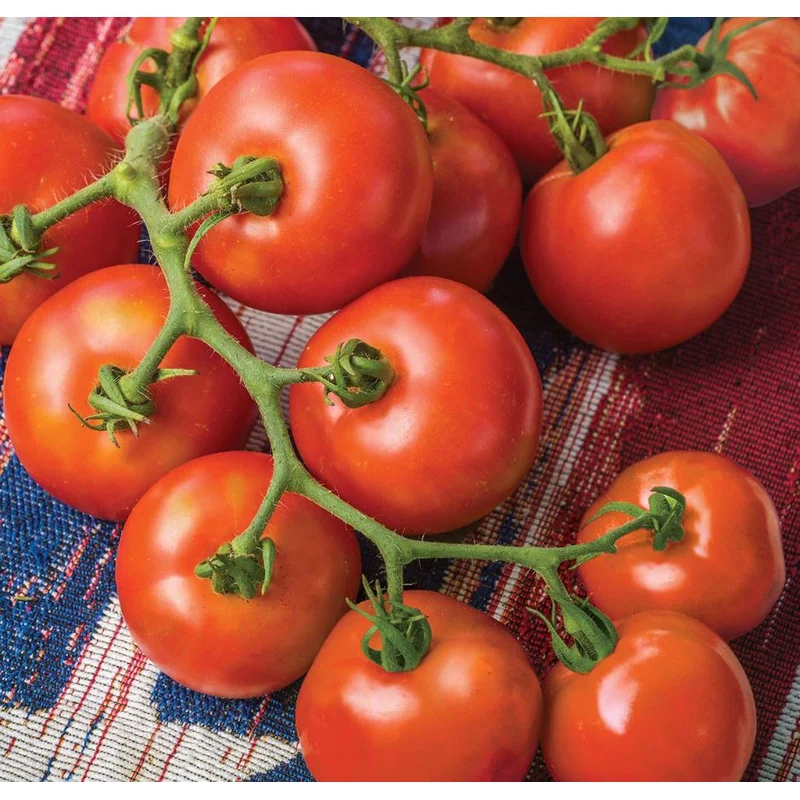 TOMATO FOURTH OF JULY – 7 GALLON WITH CAGE